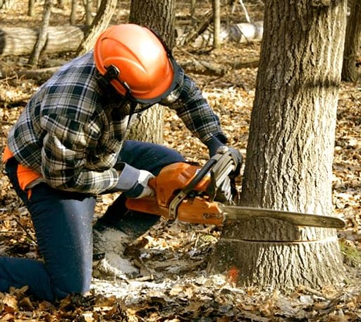 Tree Removal in Fort Recovery, OH